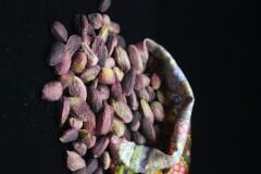 Ağaçaltı Kuru Fıstık