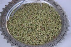 Bilya Kekik