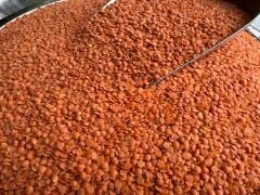 Yerli kırmızı Mercimek