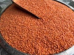 Yerli kırmızı Mercimek