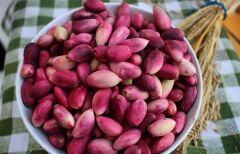 Taze Antep Fıstığı