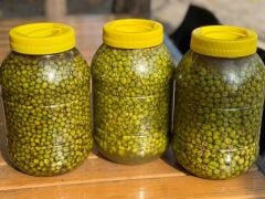 CİNS YEŞİL ZEYTİN ( ÇEKİRDEKSİZ)