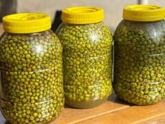 CİNS YEŞİL ZEYTİN ( ÇEKİRDEKSİZ)